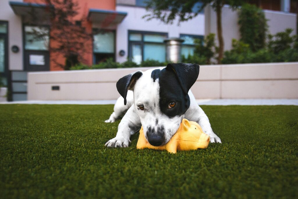 justin veenema A YUeXZ1rq8 unsplash How to Stop Your Dog Chewing 1