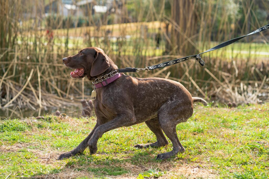 pexels gabesphotos 11512078 Balanced Dog Training vs. Positive Reinforcement: Which One Works Best? 1