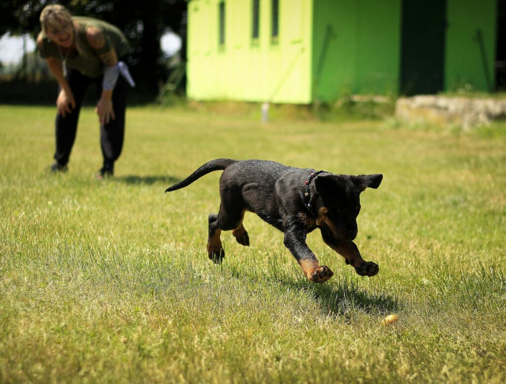 pexels pixabay 264005 Why a Balanced Dog Training Approach is Highly-Effective 1