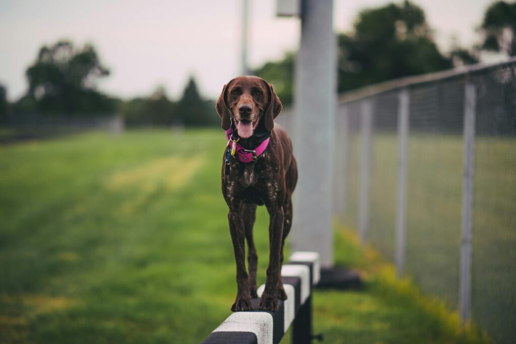 pexels zante 24769720 3 Signs You Need a Dog Trainer 1
