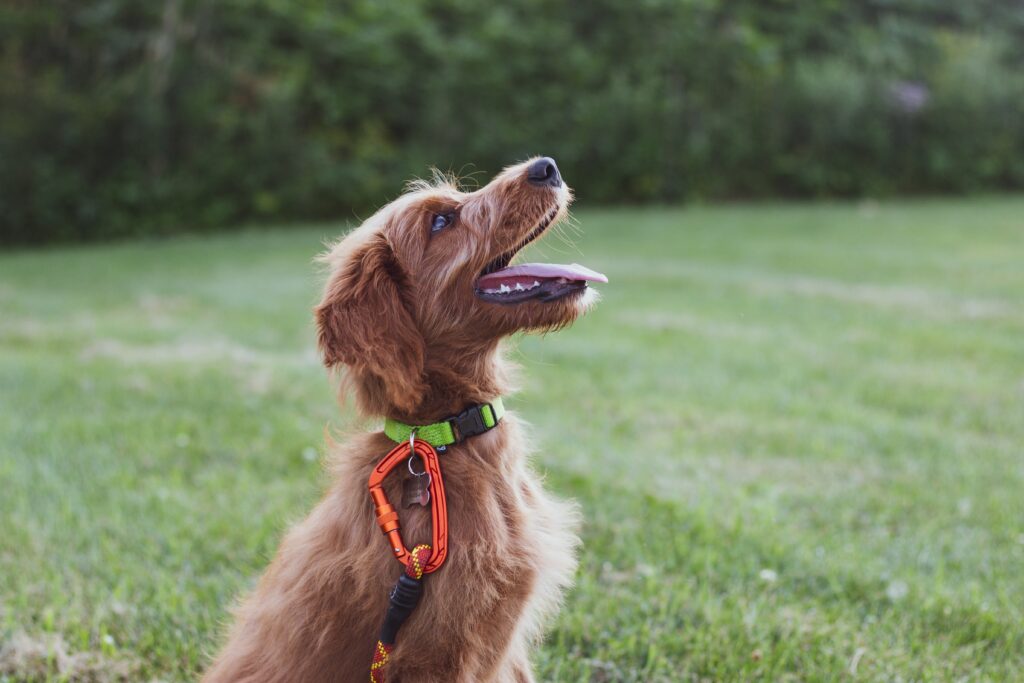 reed shepherd r1q76Rut5t8 unsplash 4 Benefits of a Dog Training Bootcamp 1