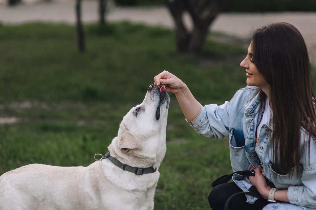 learn more about dog behaiourist at allbreeds 