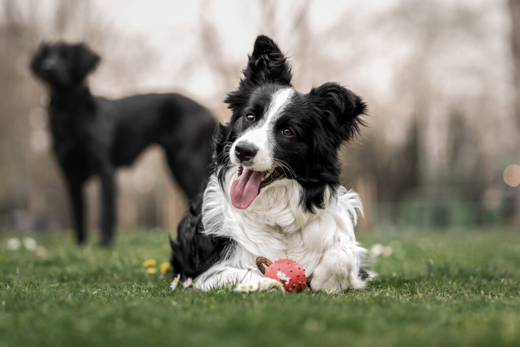 learn how to socialise with your dog 