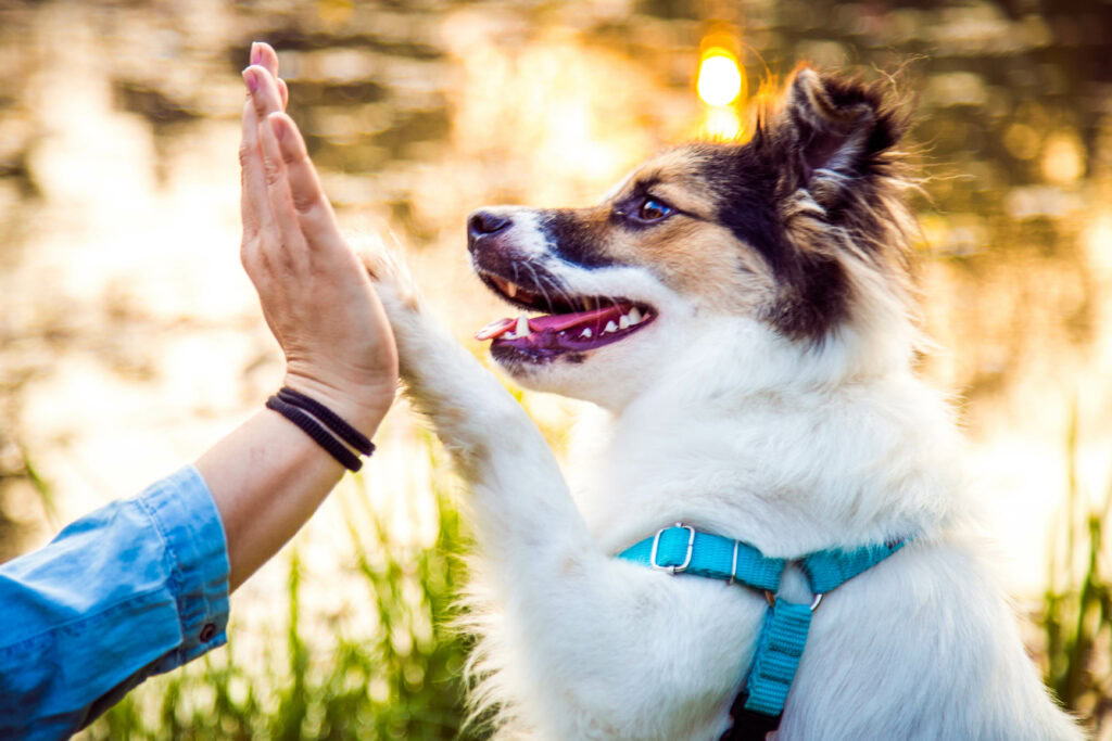 dog behaviourist vs dog trainer