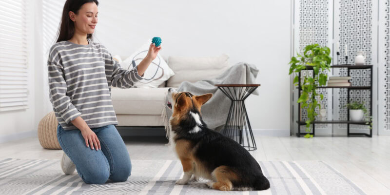 learn best dog training toys with allbreeds