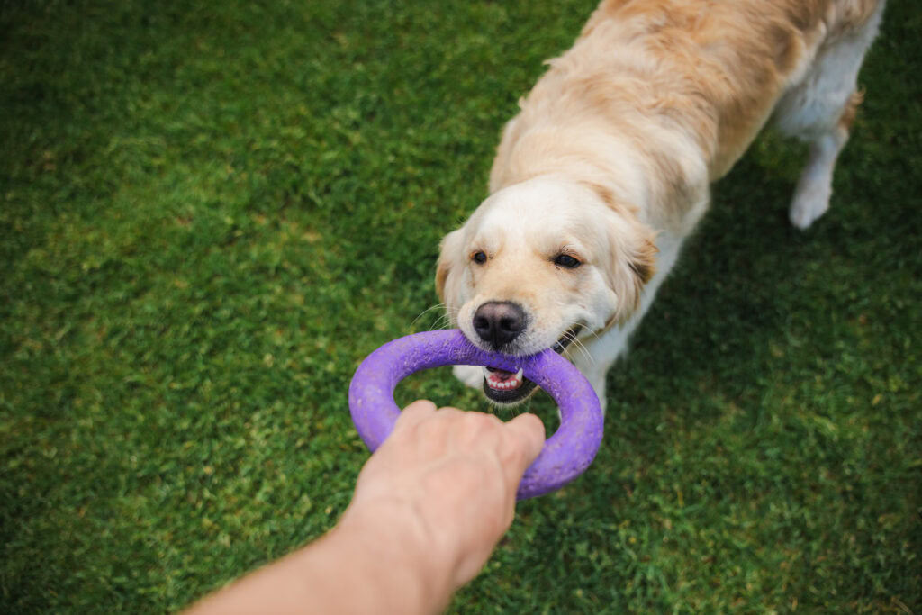 dog training toys