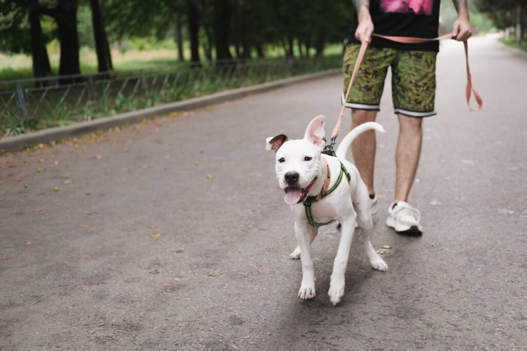 learn how to train your hyperactive dog with Allbreeds