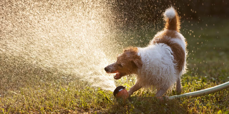 Hyperactive dog with Allbreeds