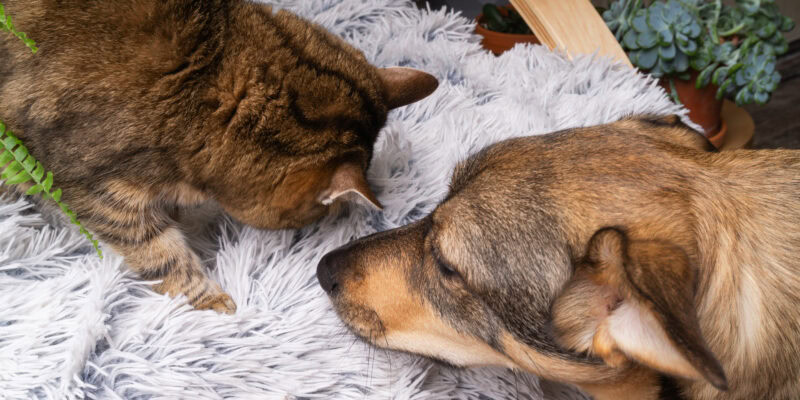 dog and cat being good friends