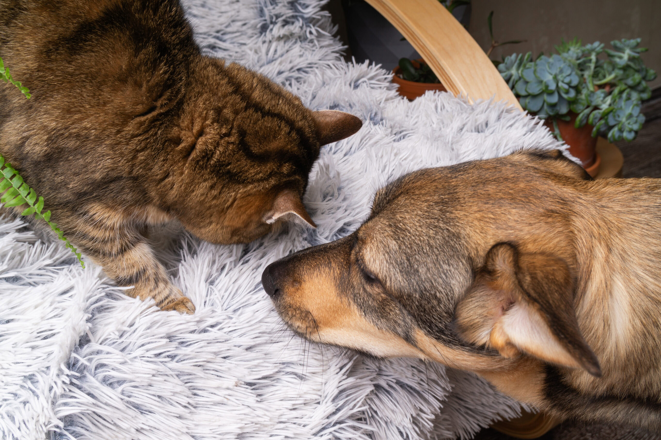 How to Introduce Your Dog to a Cat | Allbreeds