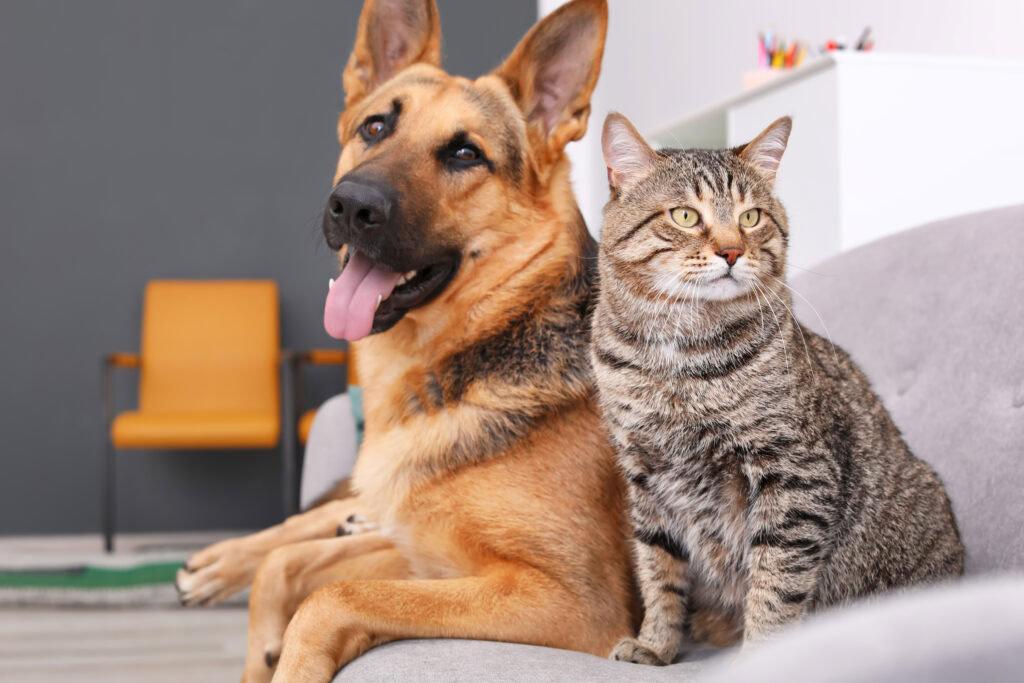 cat and dog being friends 