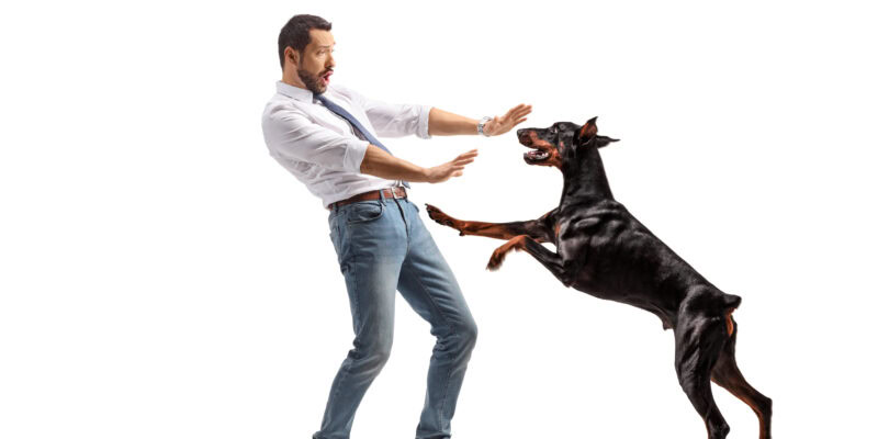 stop dog jumping on people