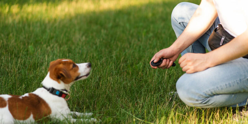 training dogs with clicker