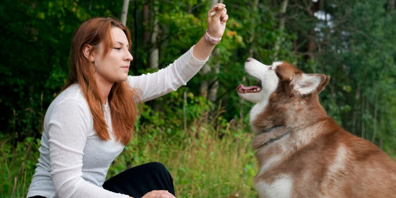 dog learning how to sit with dog trainer