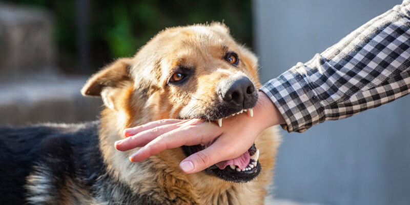learn how to stop dog bites at Allbreeds