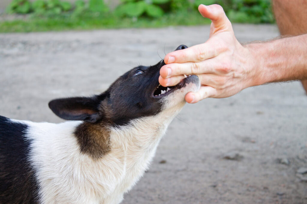 dog bite at Allbreeds