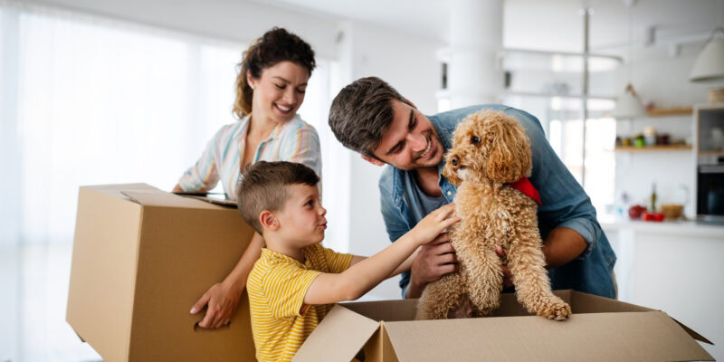 learn how to settle your dog in a new home at Allbreeds