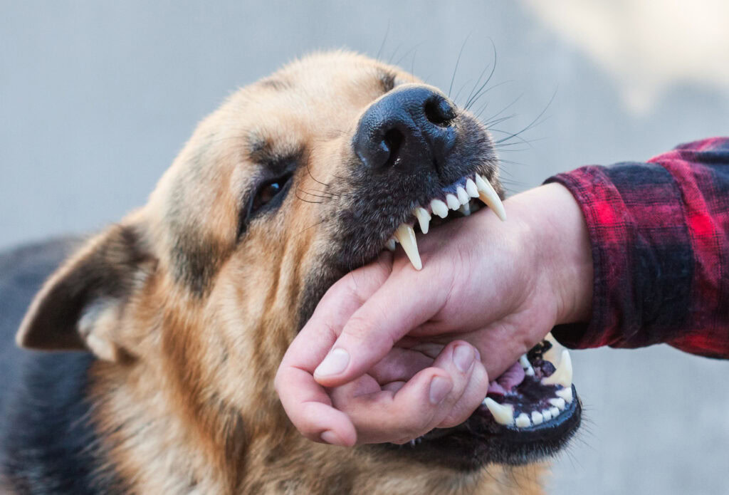 stop your dog from biting 