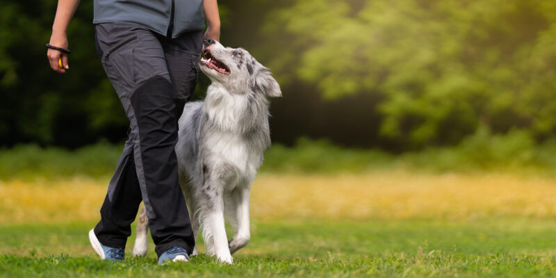 learn more about heel training