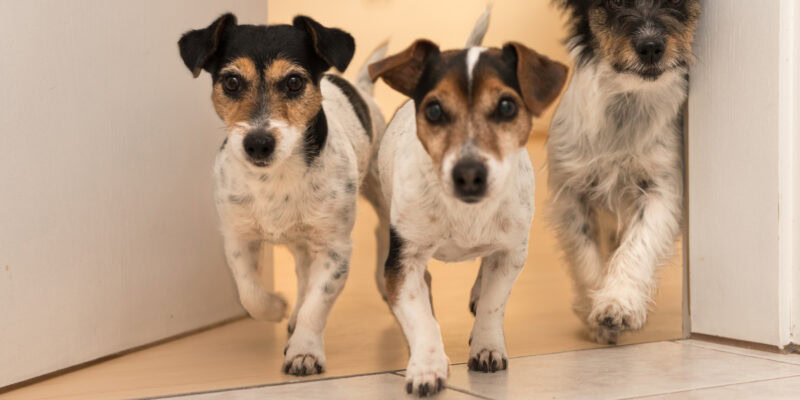 managing multi-dog household