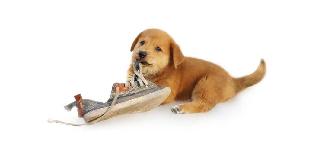 AdobeStock 228863564 Why You Shouldn’t Always Spoil Your Dog 3 puppy chewing on shoe