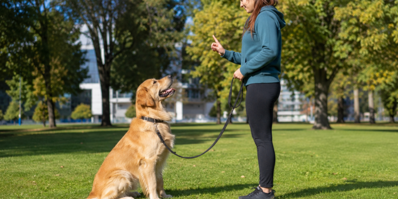 6 golden retriever training tips