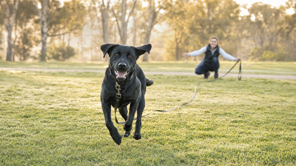 labrador training long line recall 7 Labrador Training Tips 1 Black Labrador running back to its owner during recall practice on a long line in a Perth park