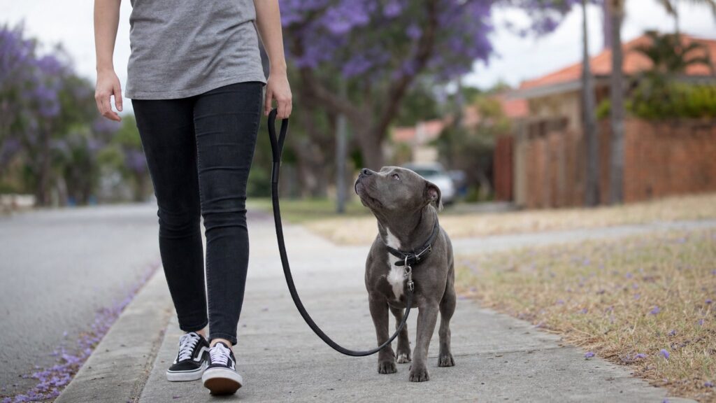 staffy training loose lead walk 7 Staffy Training Tips 1 staffy-training-loose-lead-walk