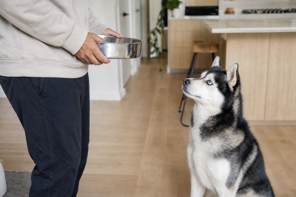 husky training sit wait meal 6 Husky Training Tips 1 Sit and wait before meals